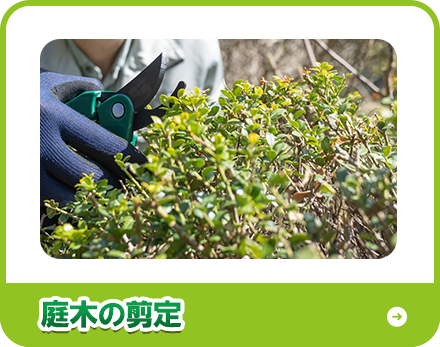 庭木の剪定