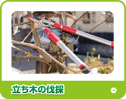 立ち木の伐採