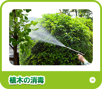 植木の消毒