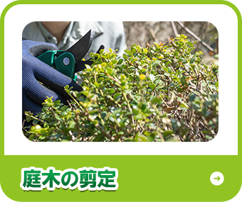 庭木の剪定