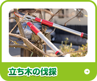 立ち木の伐採