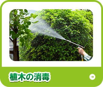 植木の消毒